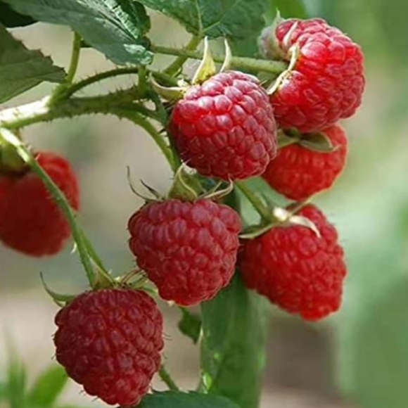 Homemade Raspberry Scrub Hand Soap - Picture 3 of 8